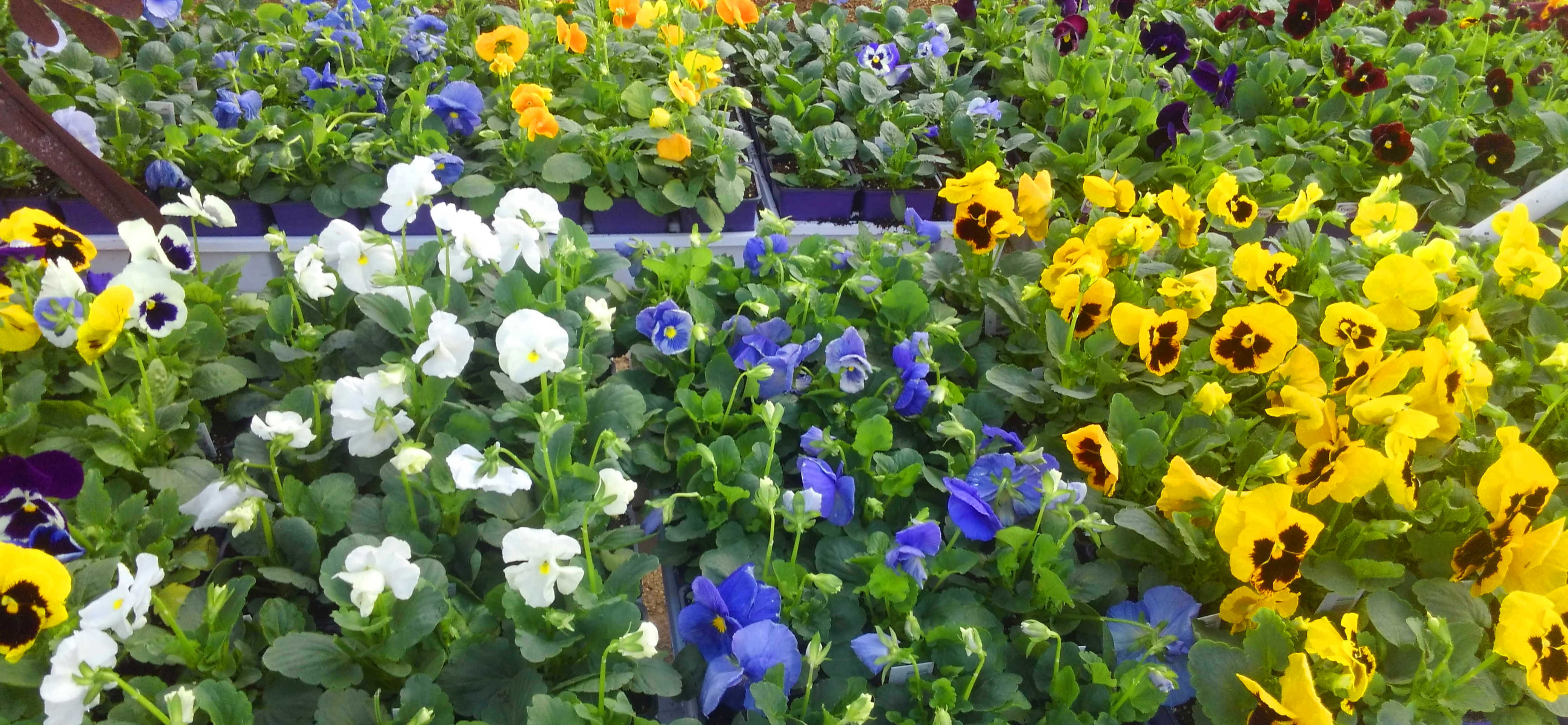 Plants, Vegetables, Herbs and much more at Madison Gardens Nursery, Spring, TX.
