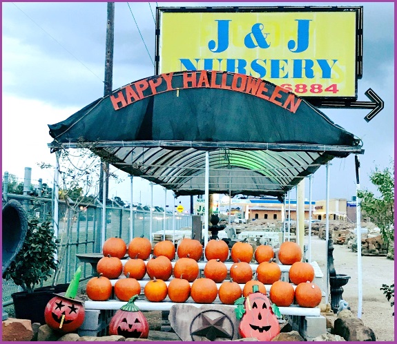 Pumpkins for carving and fall decorations. Available at J&J Nursery and Madison Gardens Nursery, Spring, TX.