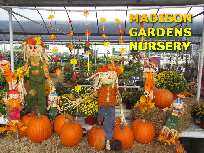 Pumpkins and hay bales for sale at Madison Gardens Nursery, Spring, TX.