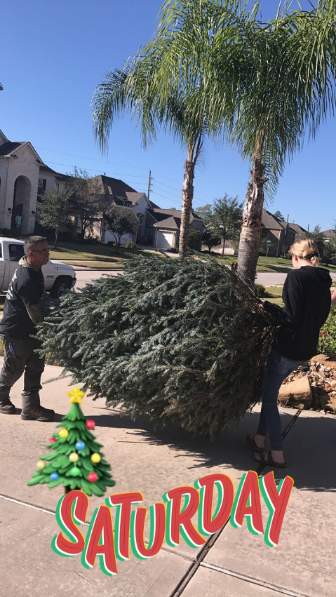 Delivering a Christmas Tree.