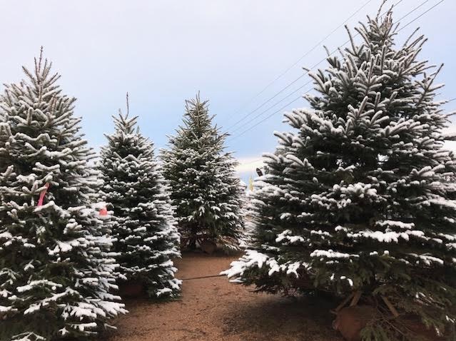 Christmas Trees covered with real snow at J&J Nursery!
