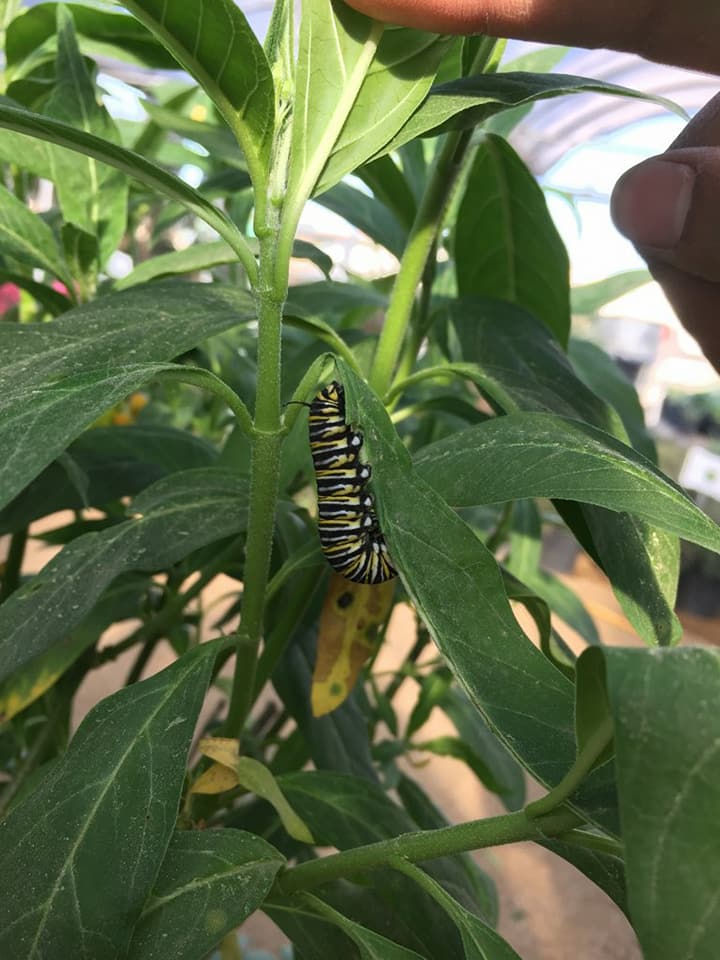 Look who's visiting J&J Nursery!  A Monarch Caterpillar and he's munching on the Milkweeds!