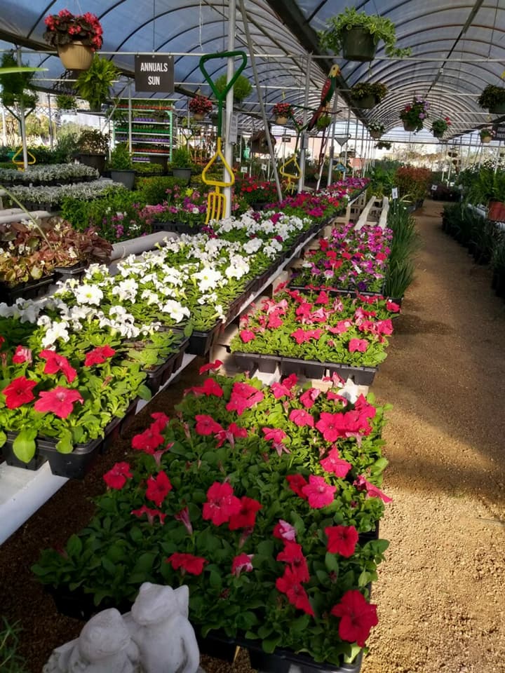 Flats of colorful petunias.