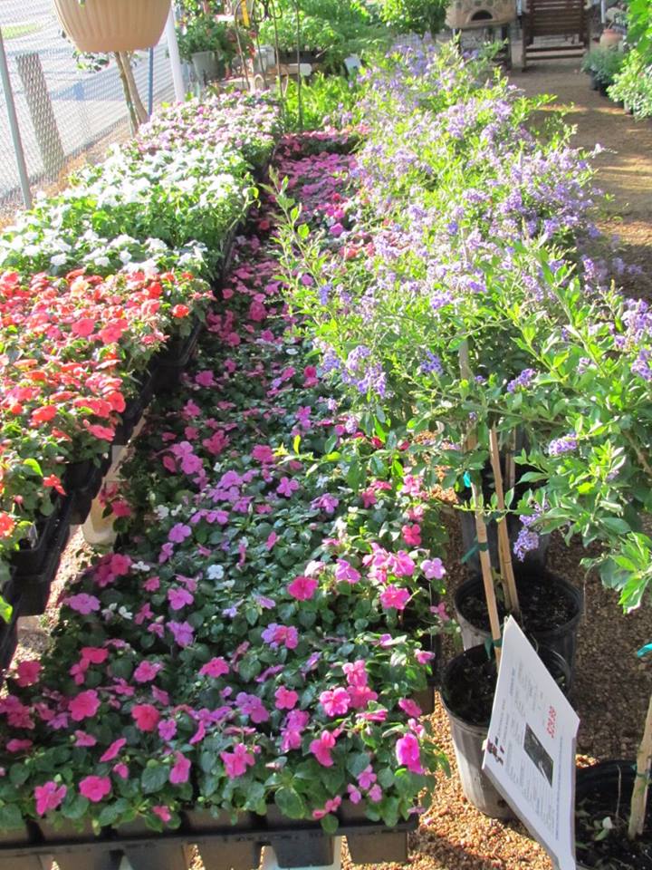 Flats of color including begonia, impatiens and more! New stock continuously updated!