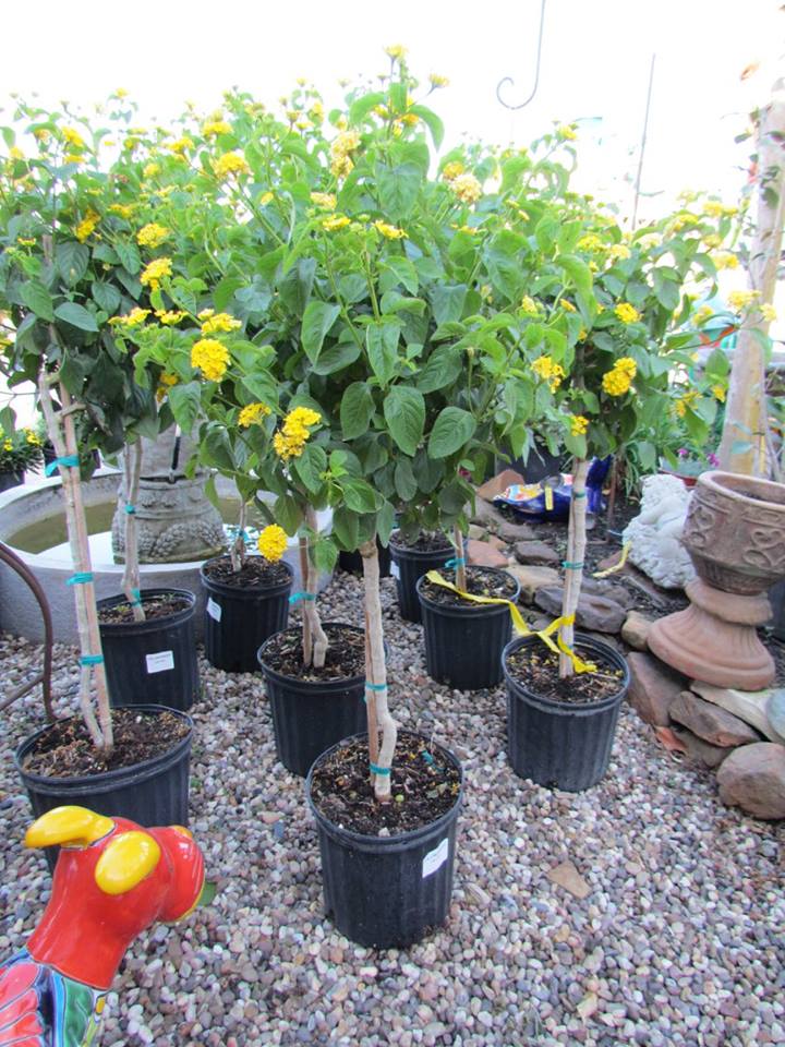 Lantana trees for your butterfly garden!