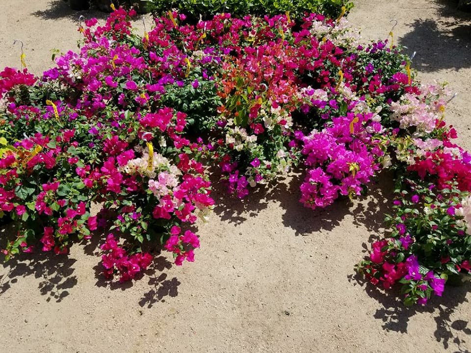 Bougainvillea hanging baskets in a variety of colors!
