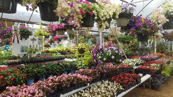 Hanging baskets and flats of flowers!