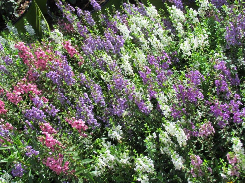 Angelonia in beautiful summer color!