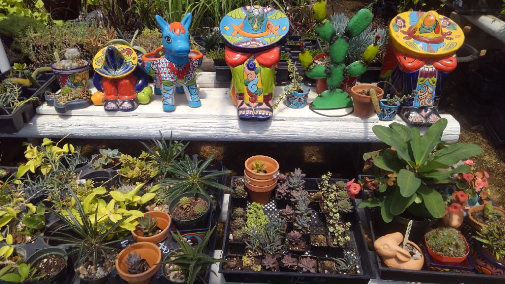 Succulents at Madison Gardens Nursery, Spring, TX!