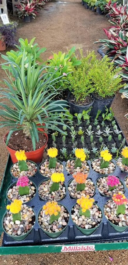 Colorful succulents ready to plant!