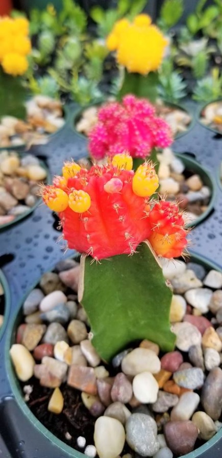 Bright and colorful cactus!