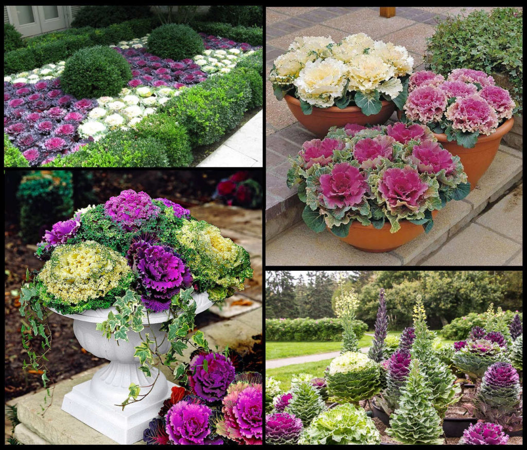 See what you can do with beautiful decorative lettuce, cabbage and kale!
