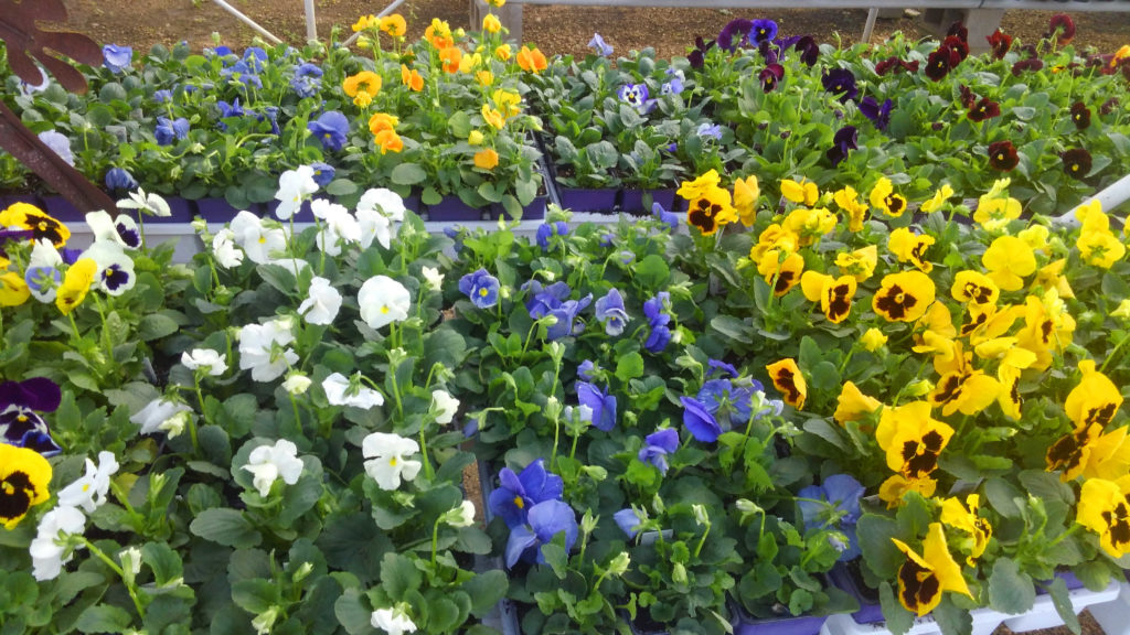 Pansies have just arrived and are ready for your fall planting!