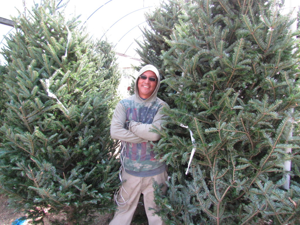 May all your days be happy and bright! They will be with a Christmas Tree from Madison!