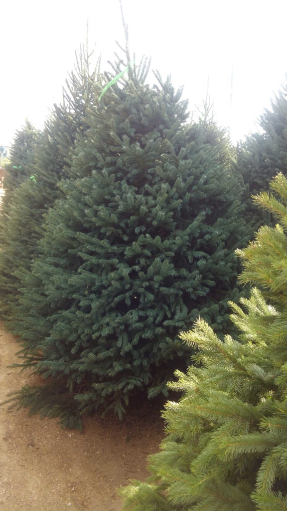 Keep your Christmas Tree a beautiful green during the holidays!