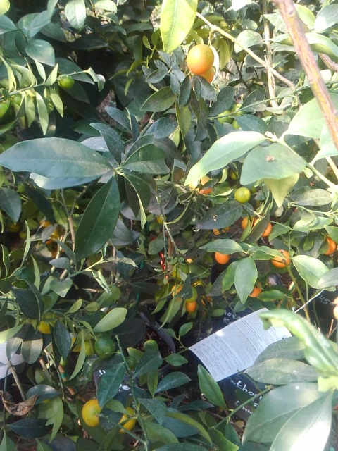 Kumquats and lime trees producing fruits!