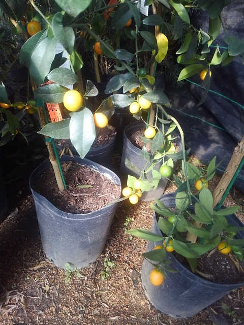 Get your kumquat and lime trees today at Madison Gardens Nursery!