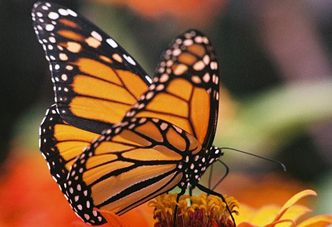 Monarch butterflies!