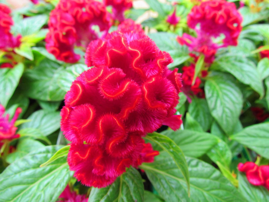 Amazing celosia! This picture does not do it justice. Bright fucshsia with an almost neon yellow lining!