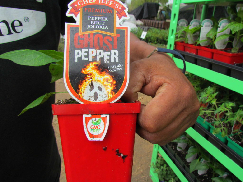 Ghost pepper (pepper bhut jolokia)! HOT!