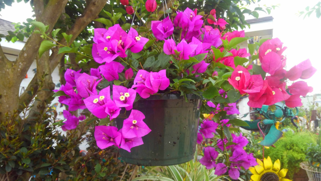 Mixed color hanging baskets! Many colors to choose from!