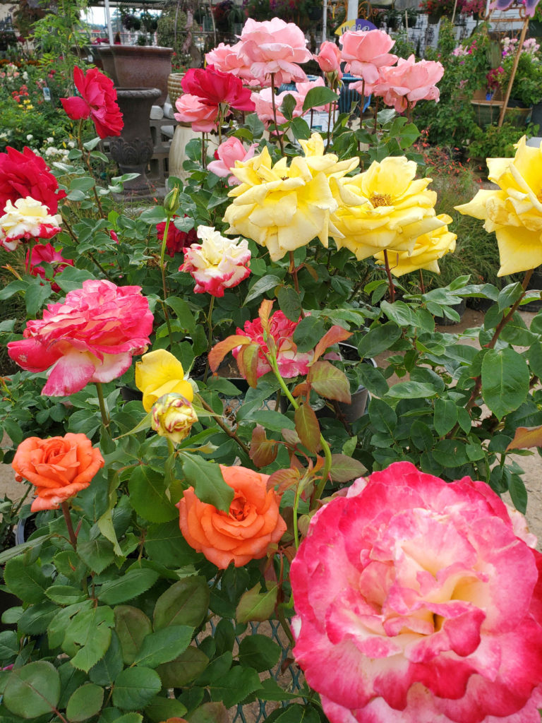 Roses in many colors like orange, yellow, pink, red and multicolored!
