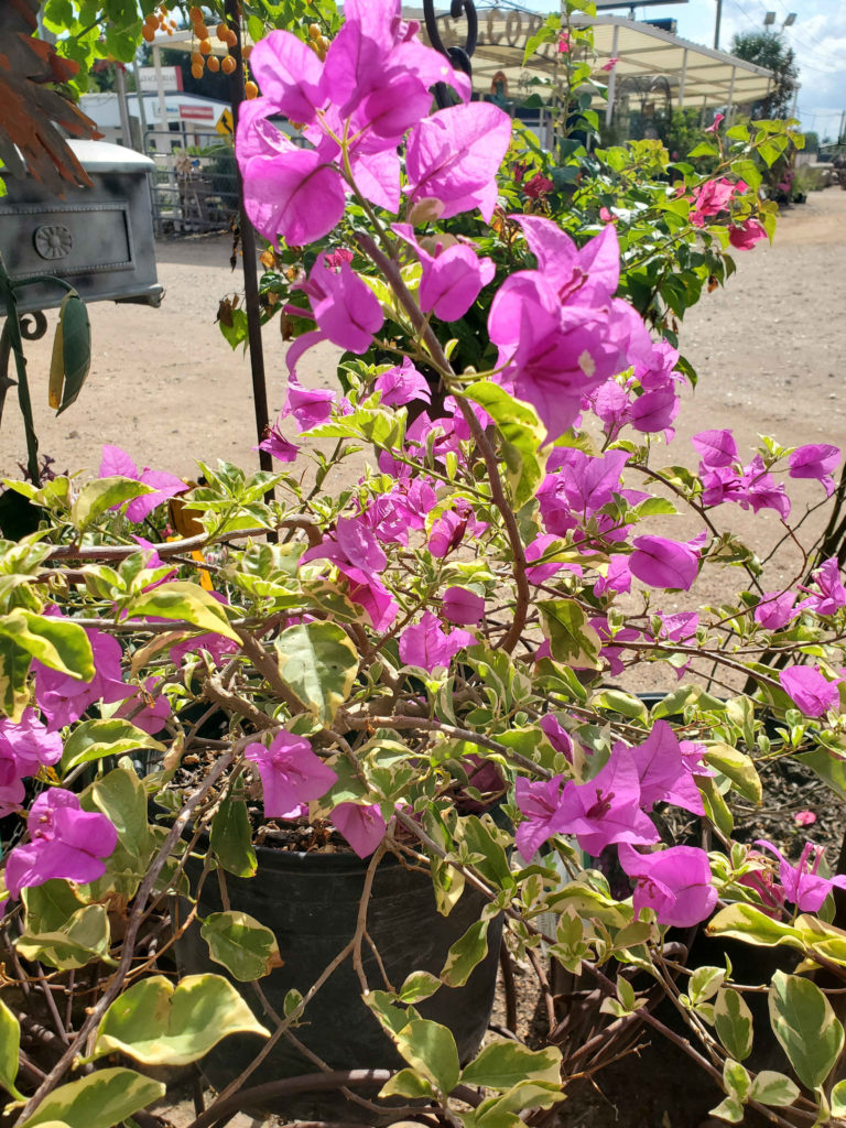 Blueberry Ice Variegated Bougainvillea!
