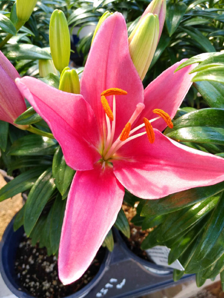 Stunning lily!