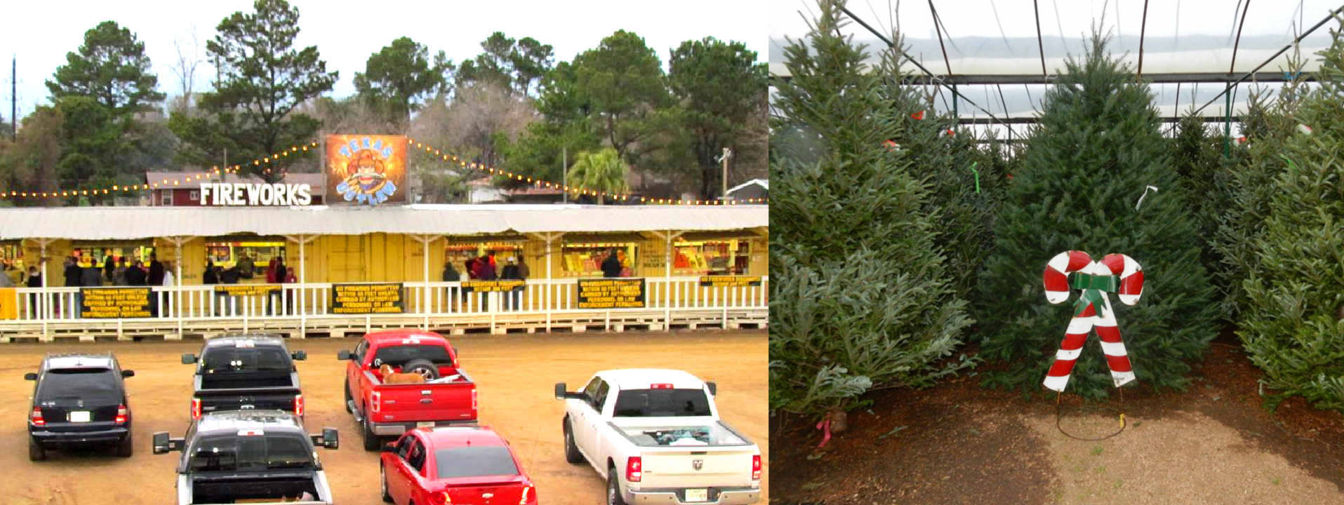 Seasonal Items like Christmas Trees, Fireworks, Grass at Madison Gardens Nursery, Spring, TX.