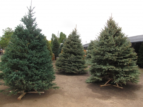 We offer quality Christmas trees.
