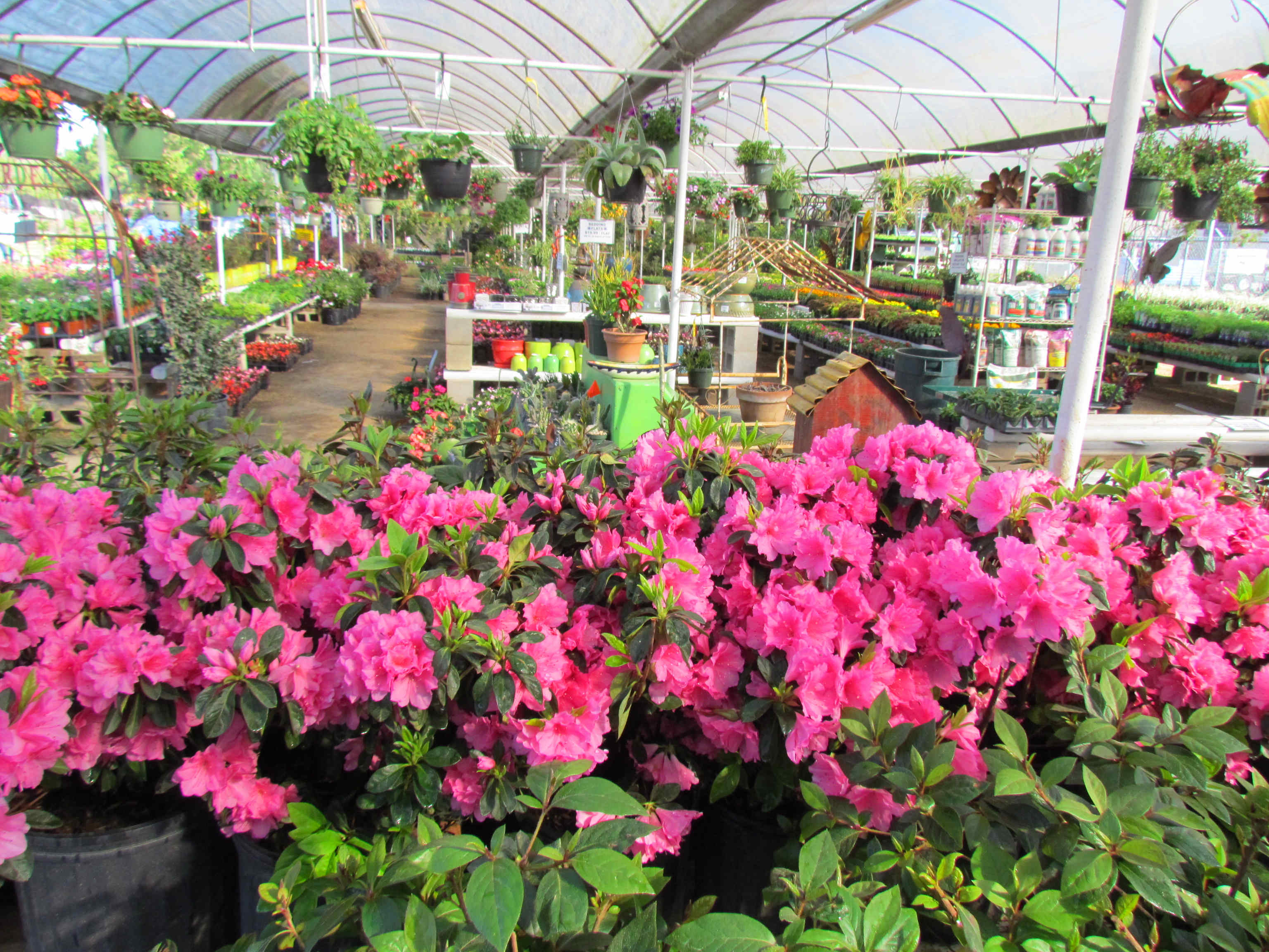 Large variety of hanging baskets, bushes, shrubs, trees, flowers, vines, vegetables and more at Madison Gardens Nursery, Spring, TX.