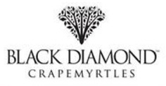 Black diamond crape myrtles at Madison Gardens Nursery, Spring, TX