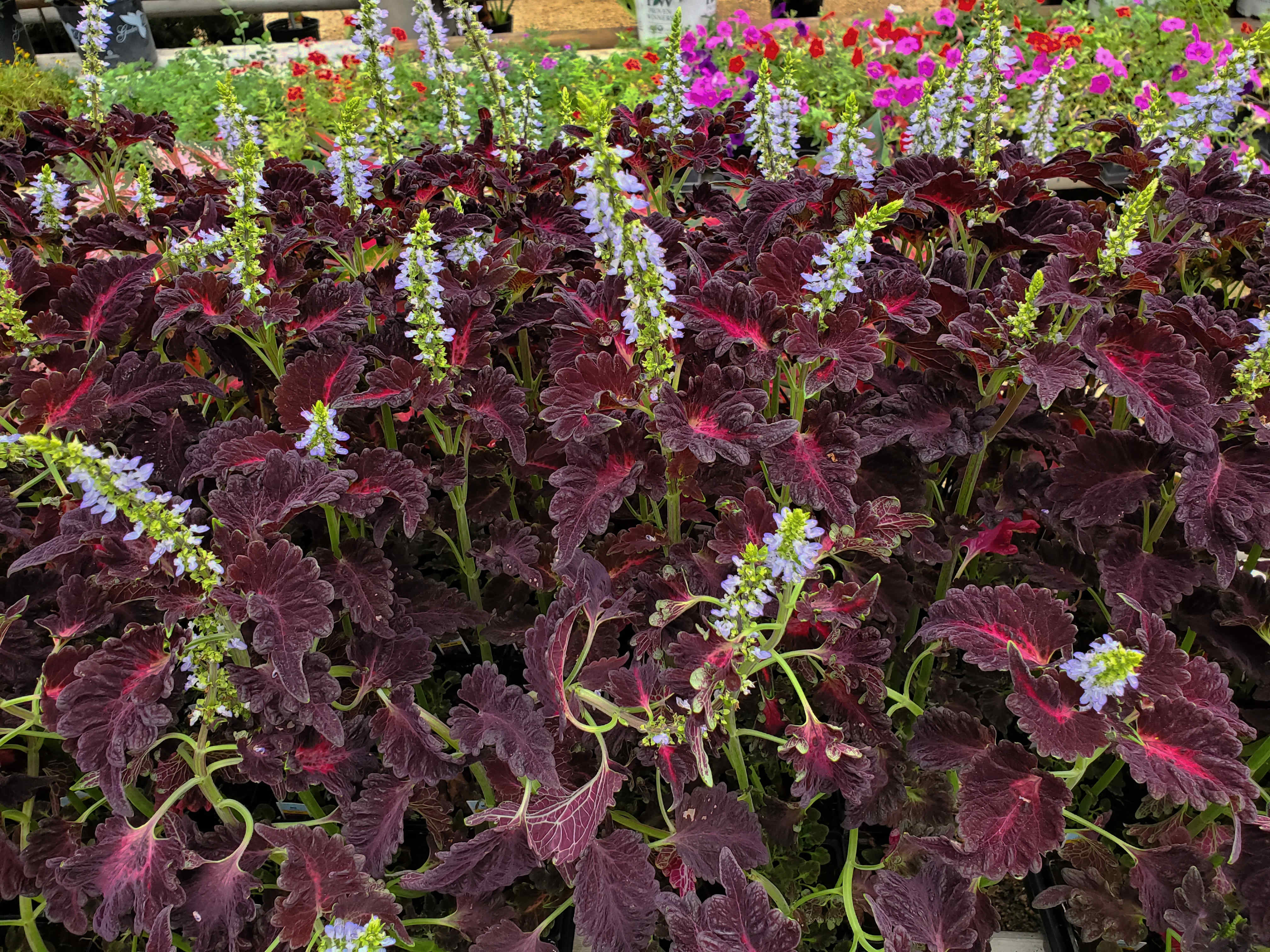 Blooming coleus ground cover.