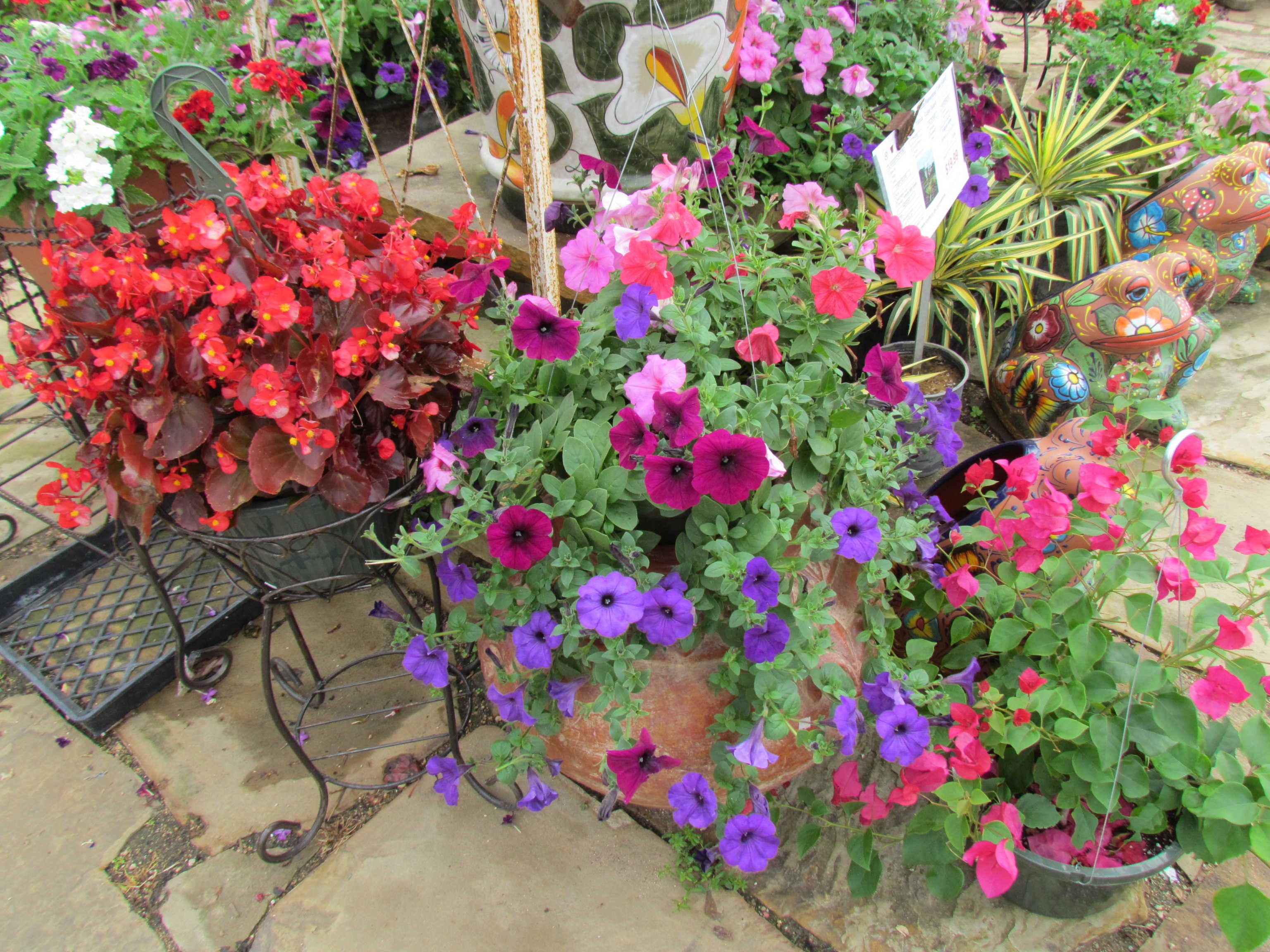 Hanging baskets of begonias, petunias, lantana and more at Madison Gardens Nursery, Spring, TX
