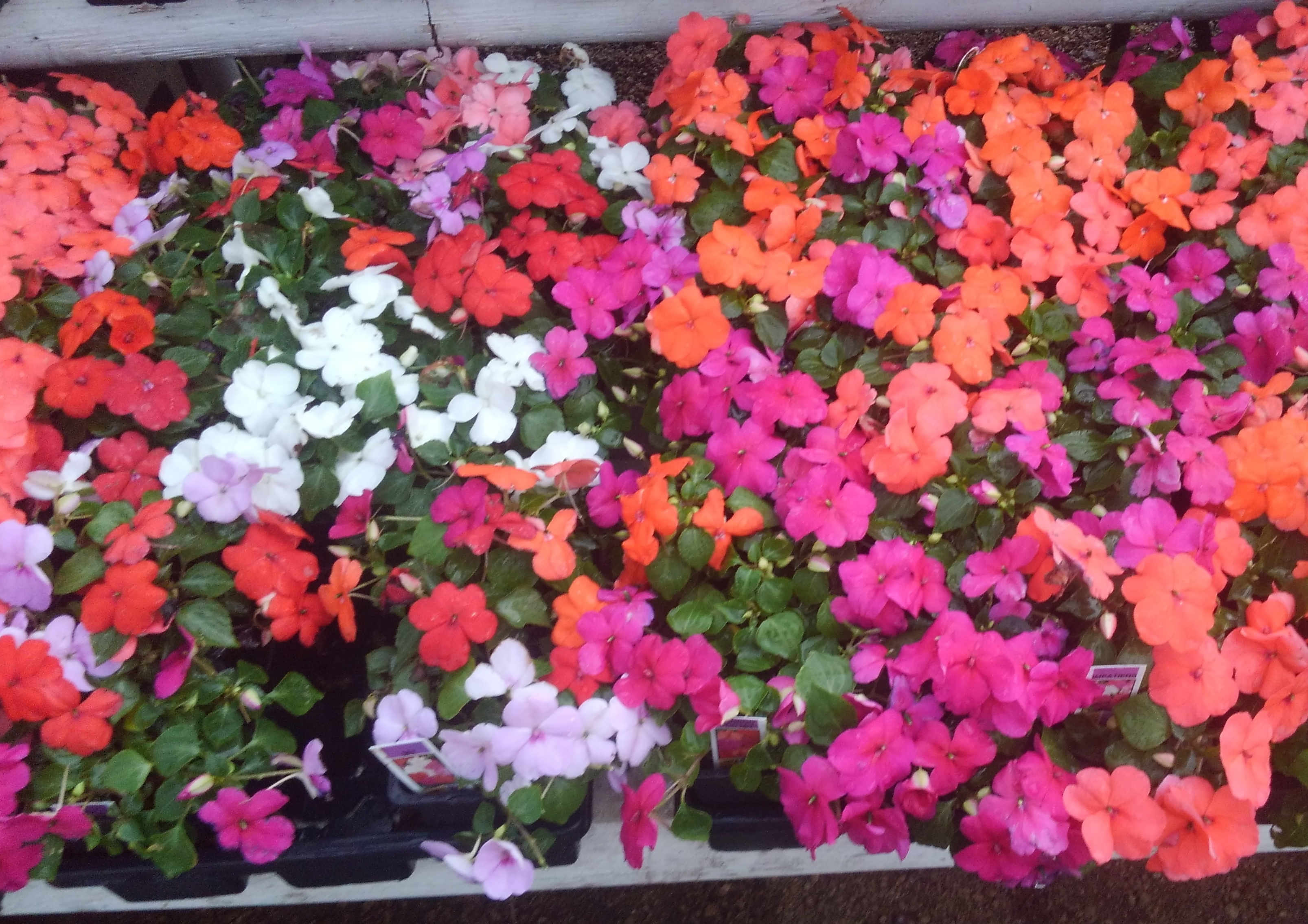 Huge variety of flowers at Madison Gardens Nursery, Spring, TX