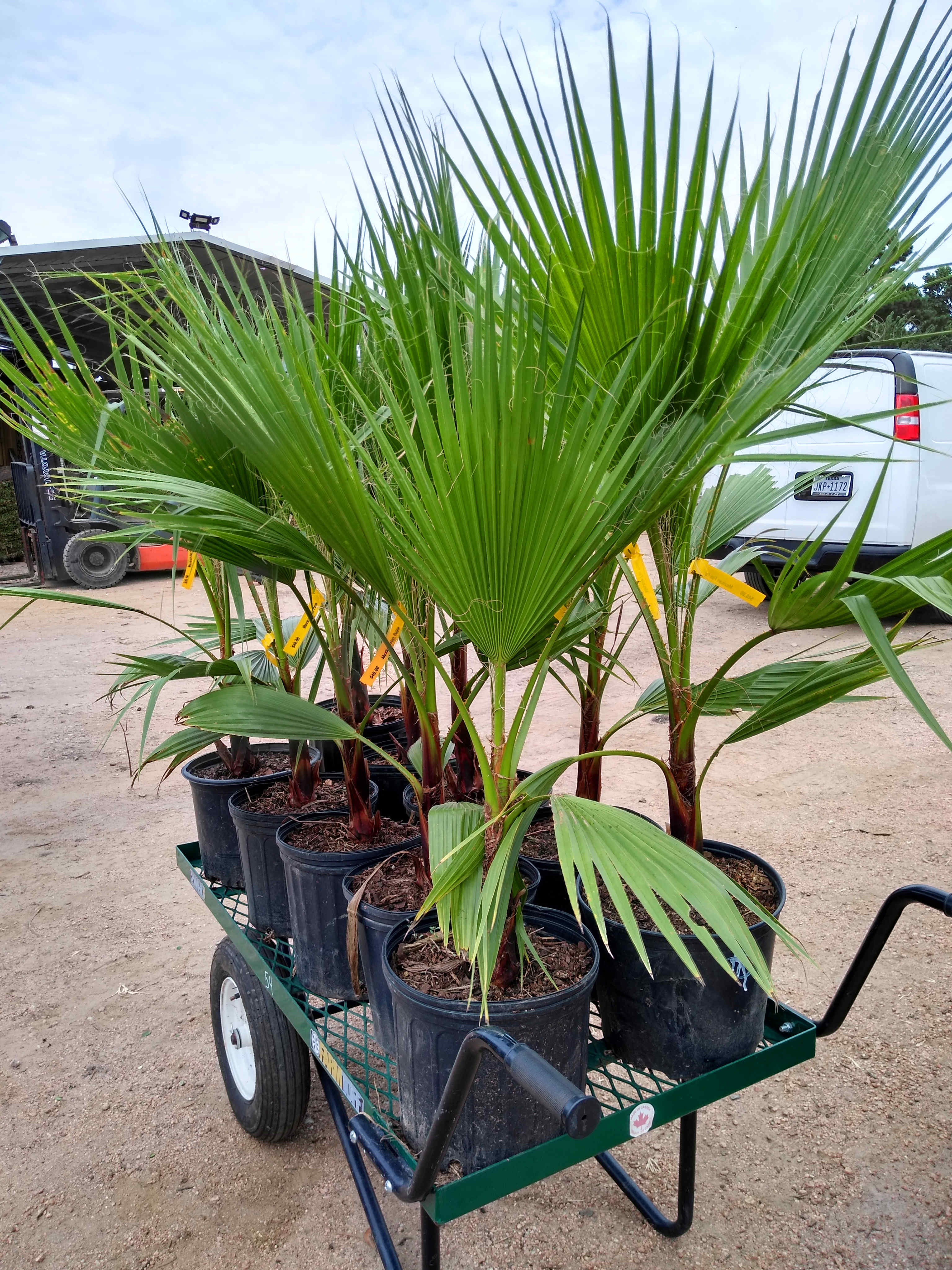 Mexican fan palm and more at Madison Gardens Nursery, Spring, TX