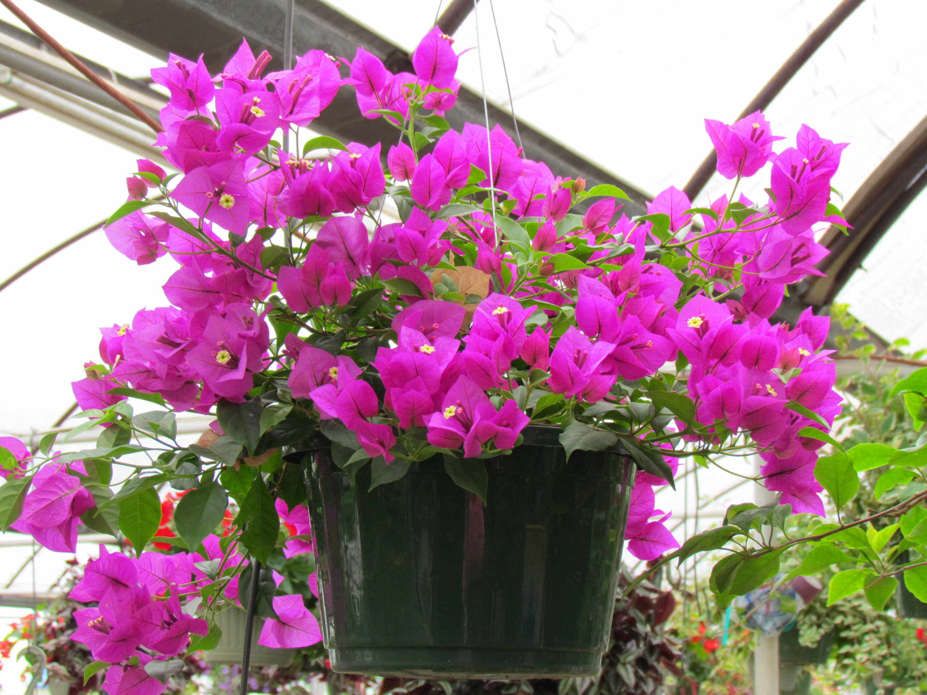 Bougainvillea hanging baskets in a variety of colors at Madison Gardens Nursery, Spring, TX