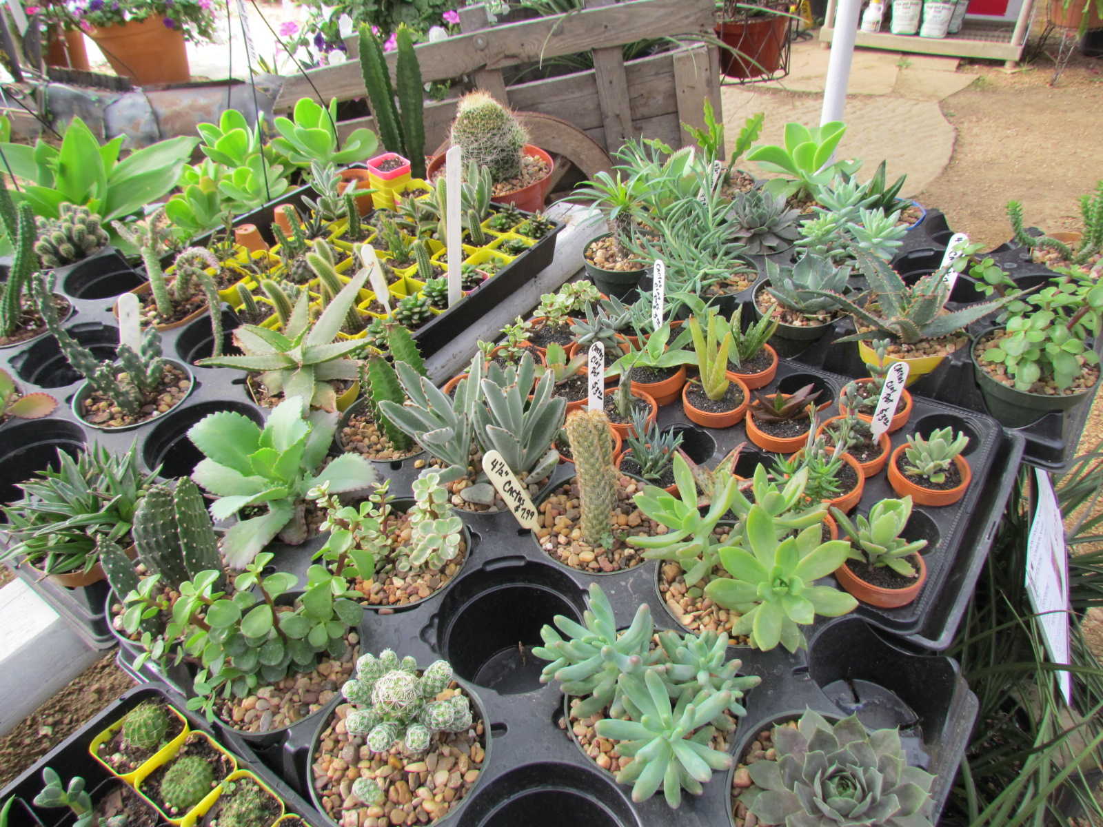 Succulents at Madison Gardens Nursery, Spring, TX