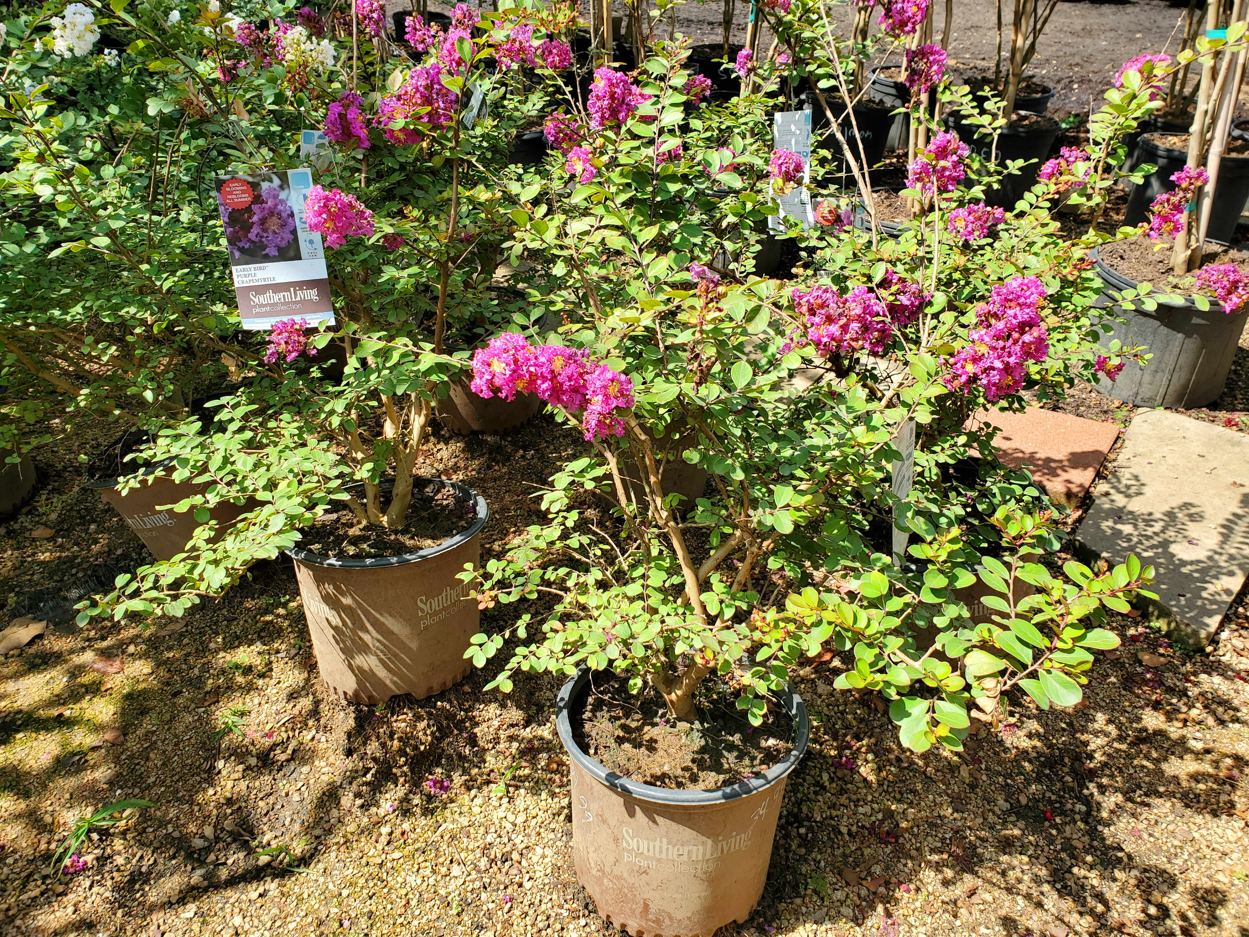 Southern Living Early Bird Crape Myrtle at Madison Gardens Nursery, Spring, TX