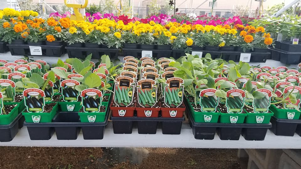 Fantastic selection of vegetables at Madison Gardens Nursery, Spring, TX