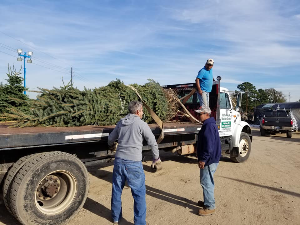 We delivery Christmas Trees! Madison Gardens Nursery, Spring, TX