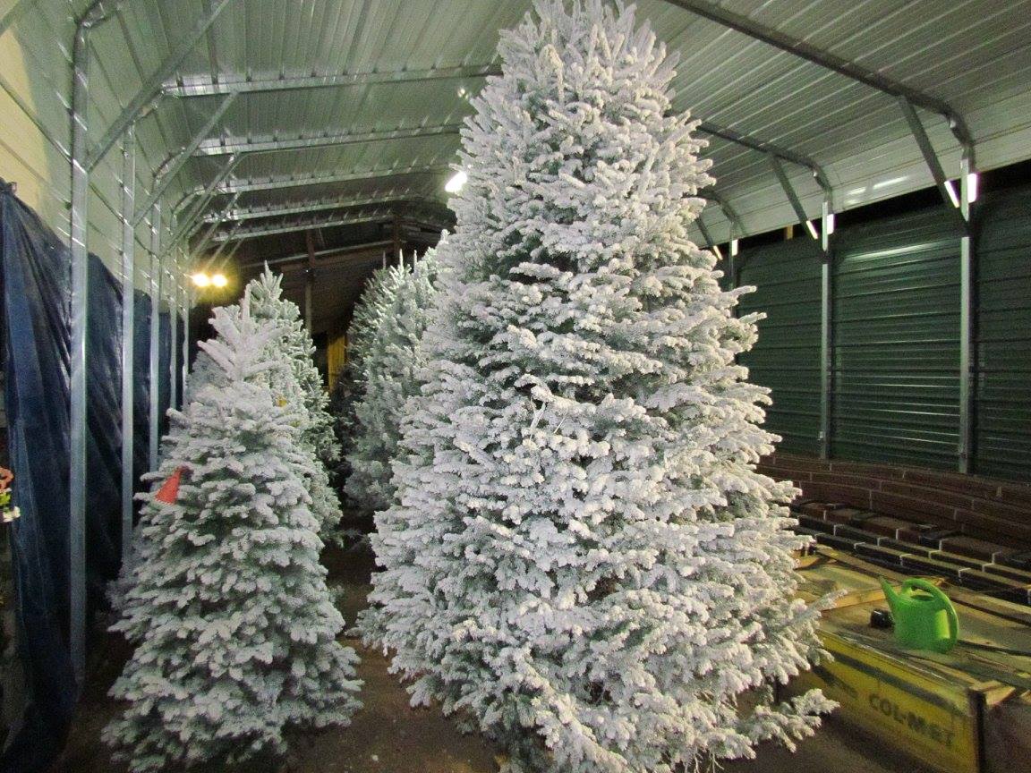 Custom flocked Christmas Trees at Madison Gardens Nursery, Spring, TX