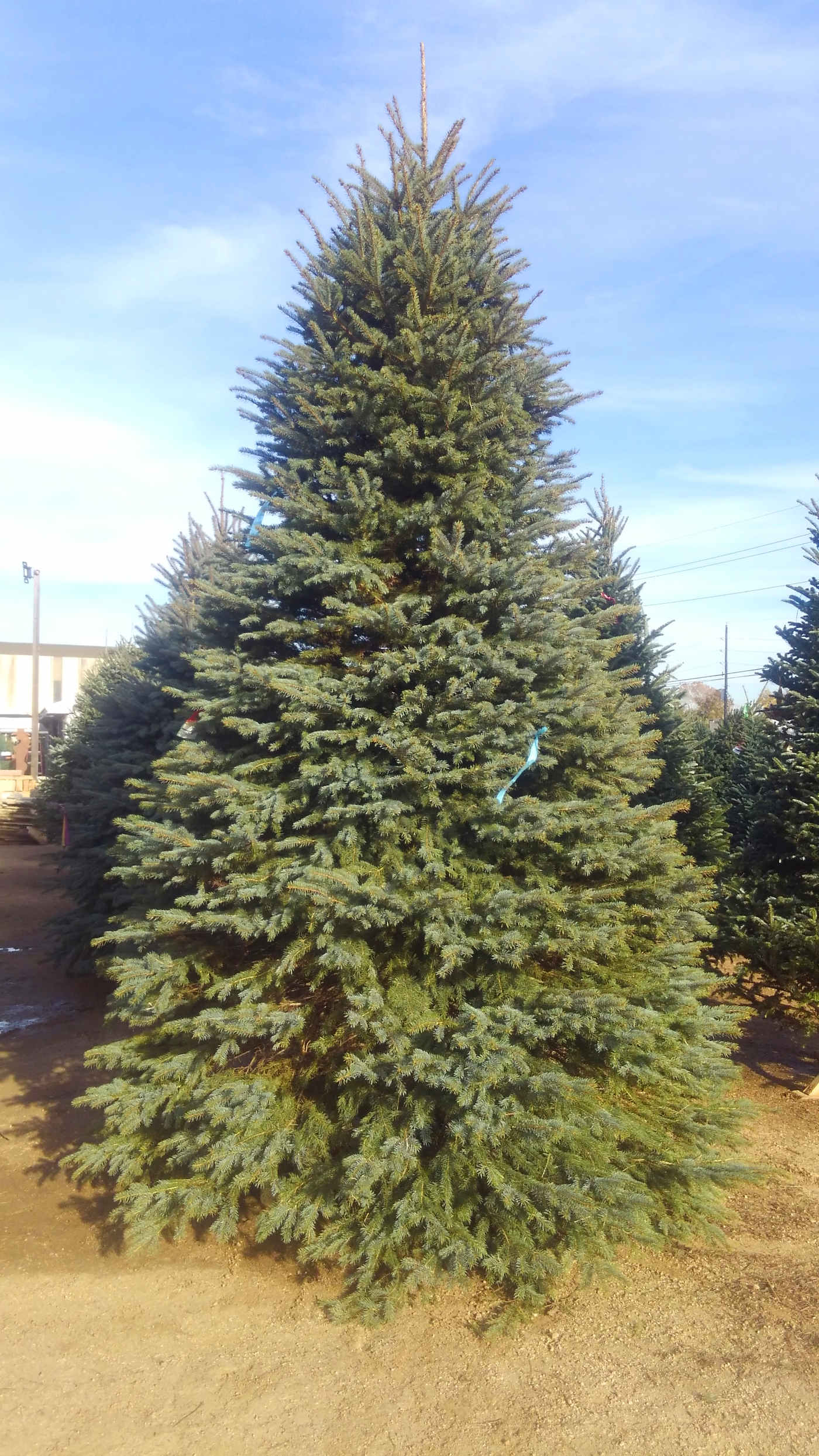 Beautiful tall Christmas trees at Madison Gardens Nursery, Spring, TX