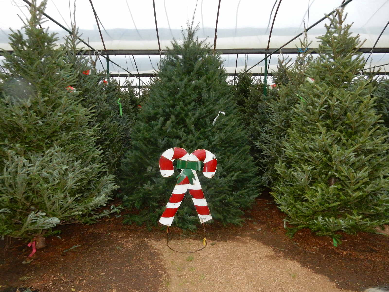 Christmas Trees at Madison Gardens Nursery, Spring, TX